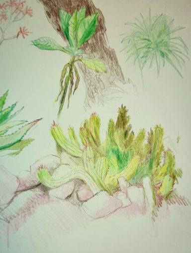 cactus jardin des plantes - crayons de couleur